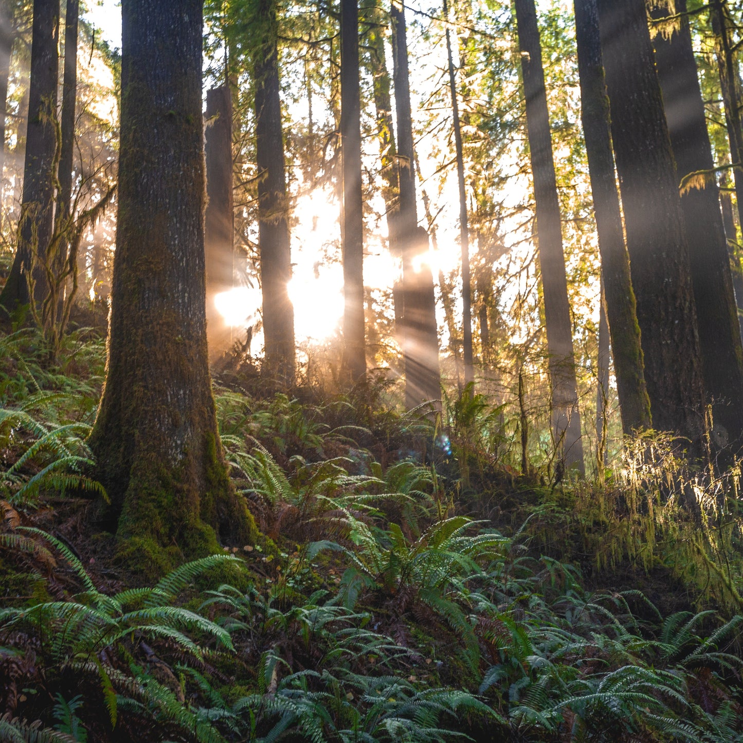 Understanding Your Intuitive Field