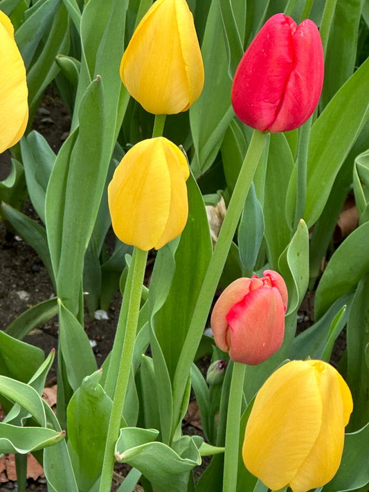 Wisdom Cairn: Menopause Mastery ~ 6 MONTH COACHING COURSE